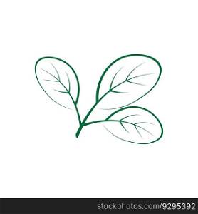 moringa leaf tradicional medicine icon vector illustration template design