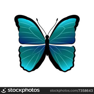 Morpho peleides butterfly back and front wings of blue color, beautiful insect with antenna vector illustration, isolated on white background. Morpho Peleides Butterfly Vector Illustration