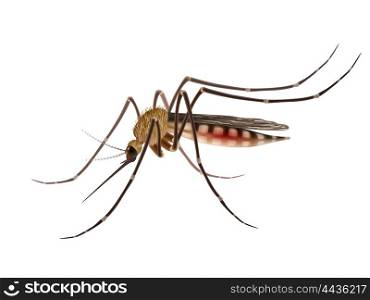 Mosquito realistic illustration. Realistic tropical fever zika virus transmitter mosquito isolated on white background vector illustration