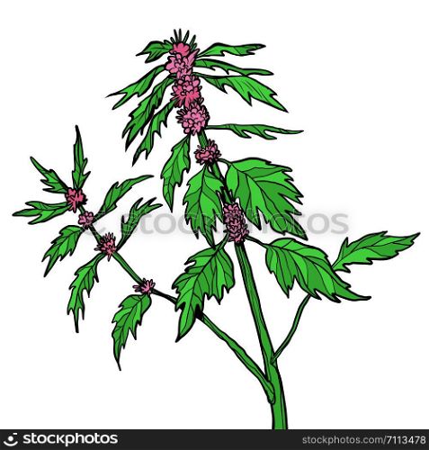 motherwort medicinal plant. Pop art retro vector illustration drawing. motherwort medicinal plant