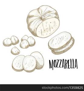 Mozzarella. Full color cheese illustration, vector hand drawn sketch art.