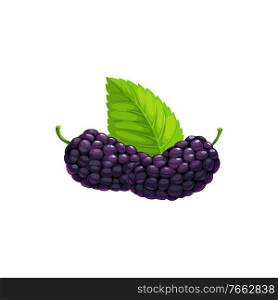 Mulberry berries fruits, food from farm garden and wild forest, vector flat isolated icon. Mulberries ripe harvest for jam or organic natural desserts. Mulberry berries fruits, food of garden forest