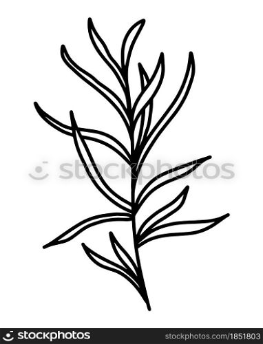 Multifoliate grass, vector illustration. Branch with elongated leaves. Botanical element, line art. Simple outline, hand drawing.. Multifoliate grass, vector illustration.