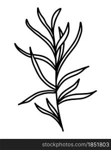 Multifoliate grass, vector illustration. Branch with elongated leaves. Botanical element, line art. Simple outline, hand drawing.. Multifoliate grass, vector illustration.
