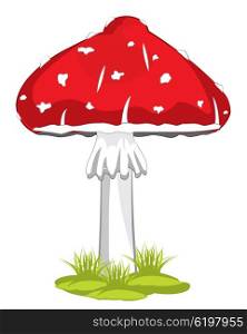 Mushroom fly agaric. Poisonous mushroom fly agaric on white background is insulated