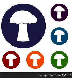 Mushroom icons set in flat circle reb, blue and green color for web. Mushroom icons set