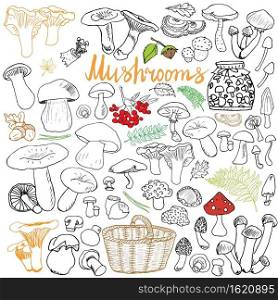 Mushrooms sketch doodles hand drawn set. Different types of edible and non edible mushrooms. Vector icons on Chalkboard background.. Mushrooms sketch doodles hand drawn set. Different types of edible and non edible mushrooms. Vector icons on Chalkboard background