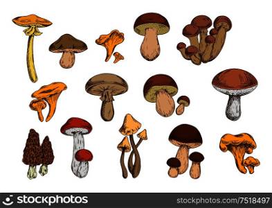 Mushrooms vector set with edible lactarius, boletus, chanterelle, morel, honey fungus and poisonous agaric, toadstool. Organic food isolated icons. Mushrooms vector isolated icons set