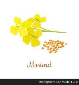 Mustard flower and seeds. Mustard flower and seeds. Kitchen hand-drawn herbs and spices .Health and Nature Collection. Labels for Essential Oils and Natural Supplements.