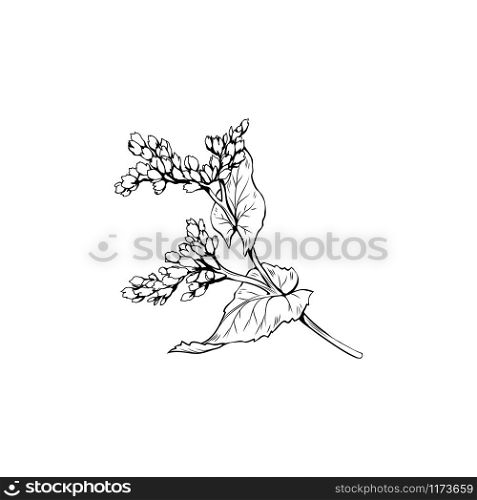 Mustard flower blossom vector illustration. Summer honey plant, canola leaves and petals freehand sketch. Blooming Sinapis rapeseed botanical engraving with inscription. Poster, banner design element. Mustard flower black ink sketch