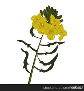 Mustard flowers isolated vector illustration on a white background