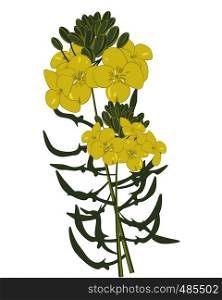 Mustard flowers isolated vector illustration on a white background