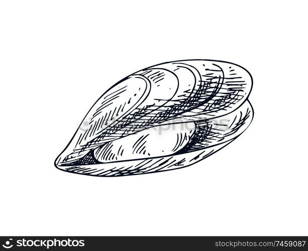 Mylitus saltwater mussel, marine bivalve mollusc. Common nutrition product and mariculture specie illustration. Monochrome vector sketch style icon.. Mylitus Mussel Bivalve Mollusk Seafood Poster