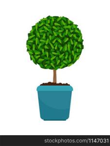 Myrtus tree house plant in flower pot vector icon on white background. Myrtus tree house plant