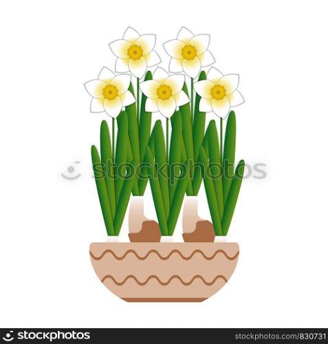 Narcissus bloom in a ceramic pot. White background. Narcissus bloom in a ceramic pot. White background.