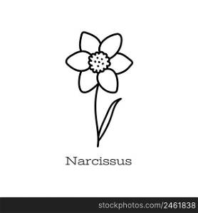 Narcissus flower. Doodle vector hand drawn line sketch. Floral illustration for coloring book.