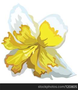 Narcissus flower. Vector colorful illustration isolated on white background.