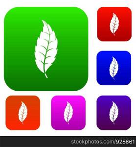 Narrow toothed leaf set icon color in flat style isolated on white. Collection sings vector illustration. Narrow toothed leaf set color collection