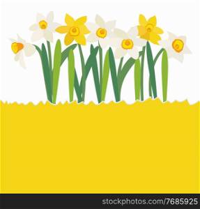 Natural background with daffodil flower and copy space. Vector Illustration. Natural background with daffodil flower and copy space. Vector Illustration EPS10