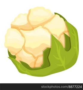 Natural cauliflower icon cartoon vector. Cabbage food. Vegetable organic. Natural cauliflower icon cartoon vector. Cabbage food