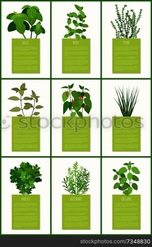 Natural fragrant herbal condiments posters set. Tasty spices used in culinary on banners with sample text. Flavored herbs vector illustrations.. Natural Fragrant Herbal Condiments on Posters Set