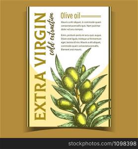 Natural Fresh Olive Tree Branch Banner Vector. Extra Virgin Cold Extraction For Olive Oil Premium Quality. Hand Drawn Vegetable With Green Leaves Layout Colored Poster Illustration. Natural Fresh Olive Tree Branch Banner Vector