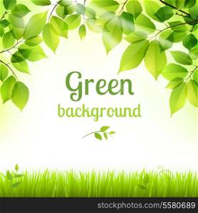 Natural green fresh spring leaves and grass botanic foliage decorative background poster print vector illustration