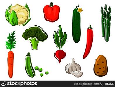 Natural healthy carrot, potato, cucumber, chilli and bell peppers, sweet pea, cauliflower, radish, broccoli, asparagus and garlic vegetables icons. Isolated on white, for vegetarian food themes. Healthy ripe colorful vegetables icons