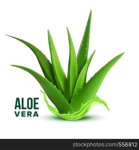 Natural Medicine Foliage Plant Aloe Vera Vector. Realistic Medicinal Vitamin Plant With Fresh Splash Juice. Component Of Cosmetology And Pharmacy Lotion Or Cream For Skin Cure Realistic Illustration. Natural Medicine Foliage Plant Aloe Vera Vector