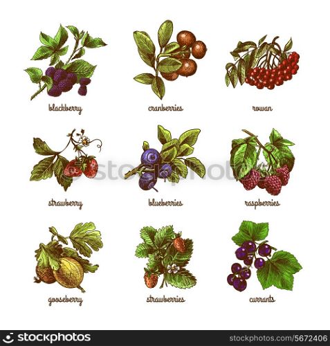 Natural organic berries set of rowan gooseberry currant colored sketch isolated vector illustration
