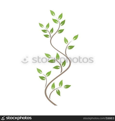 Natural ornamentation with green ivy on white background