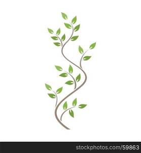 Natural ornamentation with green ivy on white background