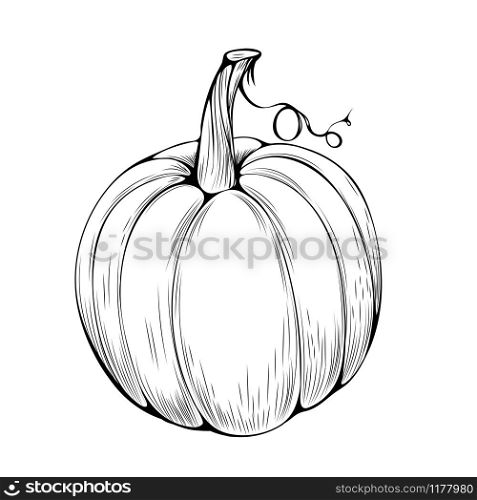 Natural pumpkin hand drawn vector illustration. Autumn holiday, thanksgiving, halloween outline symbol. Big gourd, organic vegetable engraved monochrome drawing. Traditional farm plant, healthy food. Natural pumpkin coloring book vector illustration