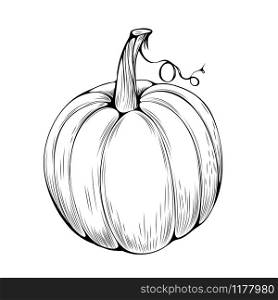 Natural pumpkin hand drawn vector illustration. Autumn holiday, thanksgiving, halloween outline symbol. Big gourd, organic vegetable engraved monochrome drawing. Traditional farm plant, healthy food. Natural pumpkin coloring book vector illustration