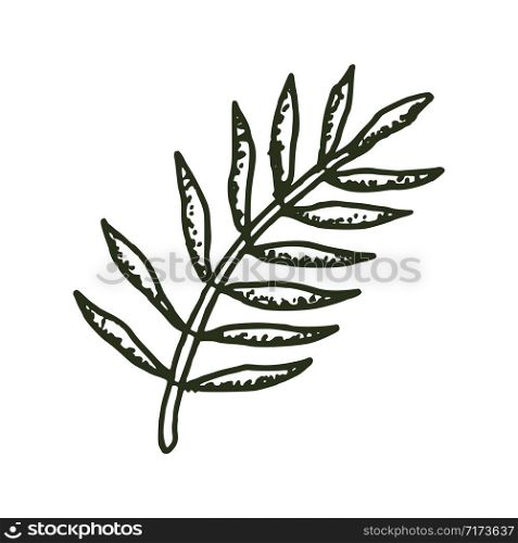 natural tropical leaves vector logo template illustration EPS 10