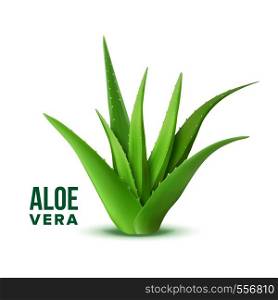 Natural Vitamin Healthy Plant Aloe Vera Vector. Realistic Medicine Botanic Herbal Green Plant With Thorn Leaves For Skincare Dermatology Cosmetic, Lotion Or Gel And Mask Ingredient. Realistic Illustration. Natural Vitamin Healthy Plant Aloe Vera Vector