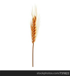 Natural wheat icon. Realistic illustration of natural wheat vector icon for web design isolated on white background. Natural wheat icon, realistic style