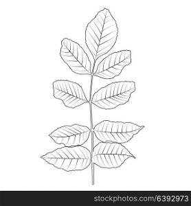 Naturalistic autumn leaves on White. Vector Illustration. EPS10. Naturalistic autumn leaves on White. Vector Illustration.