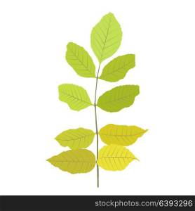 Naturalistic autumn leaves on White. Vector Illustration. EPS10. Naturalistic autumn leaves on White. Vector Illustration.