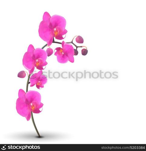 Naturalistic Beautiful Colorful Pink Orchid on White Background.Vector Illustration. EPS10. Naturalistic Beautiful Colorful Pink Orchid on White Background.
