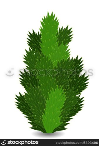 Naturalistic colorful fir branch. Vector Illustration. EPS10. Naturalistic colorful fir branch. Vector Illustration.