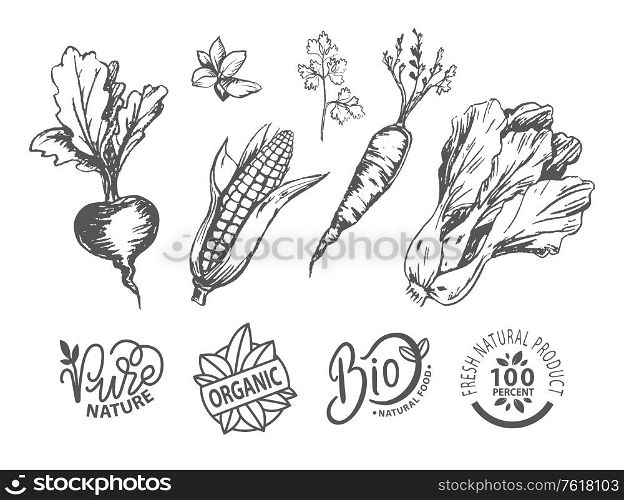 Nature and organic, bio and natural food, fresh product 100 percent round icon in black color and round shape, beet and corn, cabbage and carrot vector. Vegetables and Round Icon, Organic Food Vector