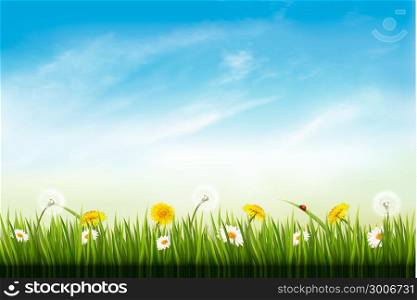 Nature background with dandelions. and daisies. Vector.