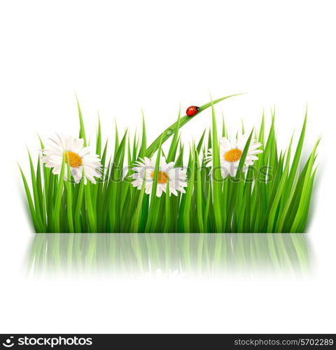 Nature background with green grass and flowers Vector.