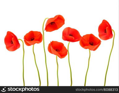 Nature background with red poppies. Vector.