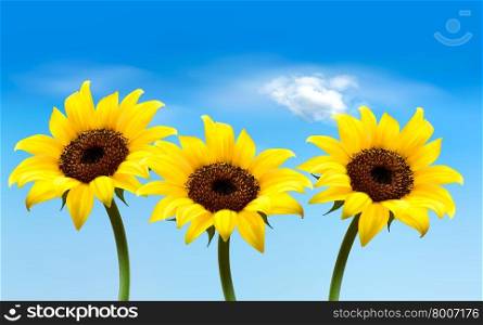 Nature background with three yellow sunflowers. Vector