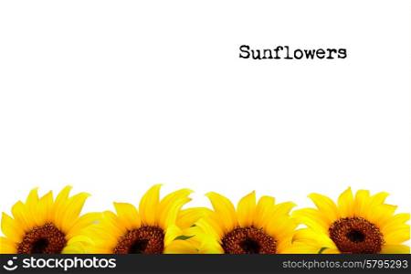 Nature Background With Yellow Sunflowers. Vector