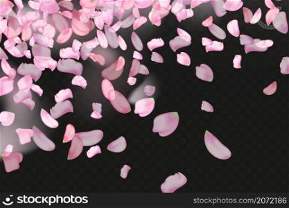 Nature horizontal black background.Pink falling sakura petals.. Pink falling sakura petals.Nature horizontal black background.