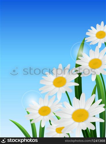 Nature spring daisy flower on blue sky background