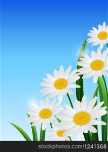 Nature spring daisy flower on blue sky background